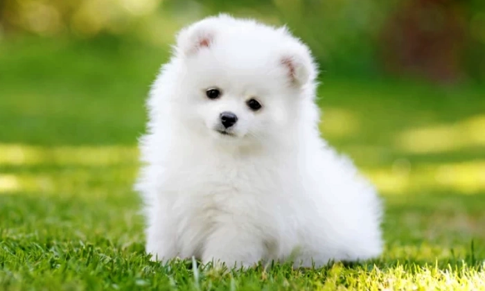 Cute Puppy