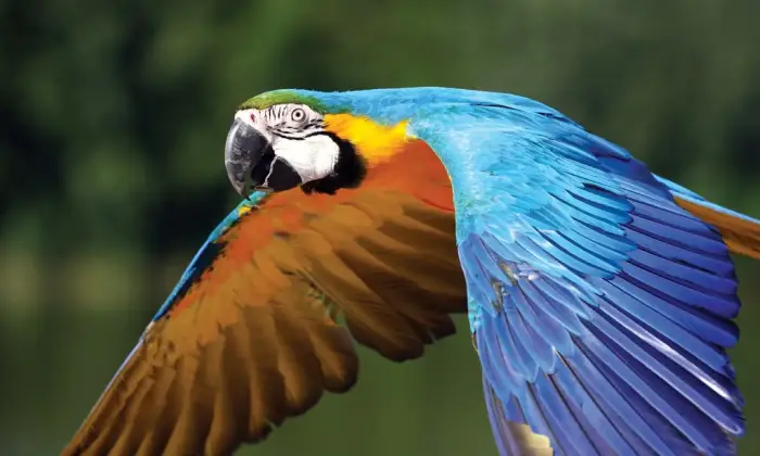 Macaw Bird