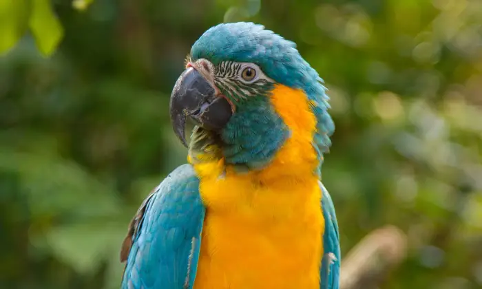 Macaw Bird