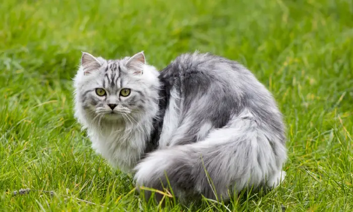 Persian Grey Cat