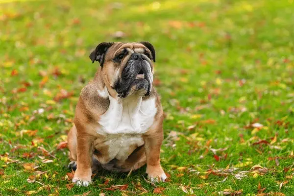 English Bulldog