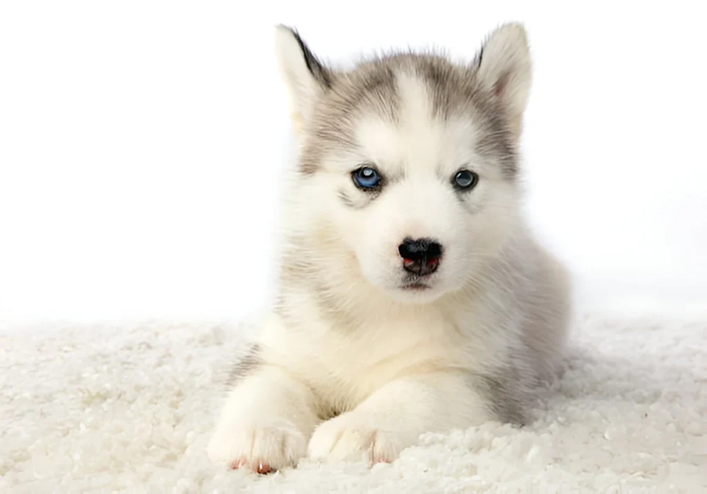 Alaskan Malamute Puppy 