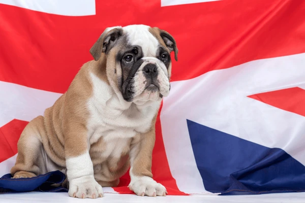 British Bulldog Price in India, Free Inquery This Puppy