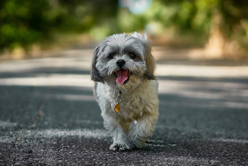 Shih Tzu is a very popular breed that is endearing, loving and has gained great popularity in India particularly among the apartment living residents.