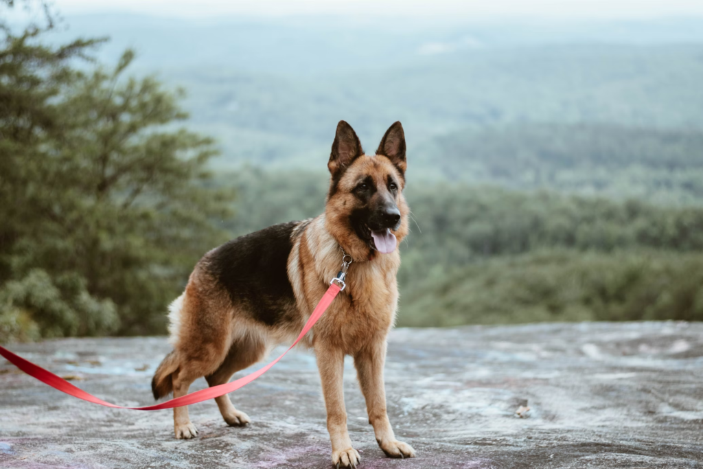 The German Shepherd Dog (GSD) is arguably one of the most prestigious and trusted dog breeds across the globe, and its popularity in German Shepherd India is immense.