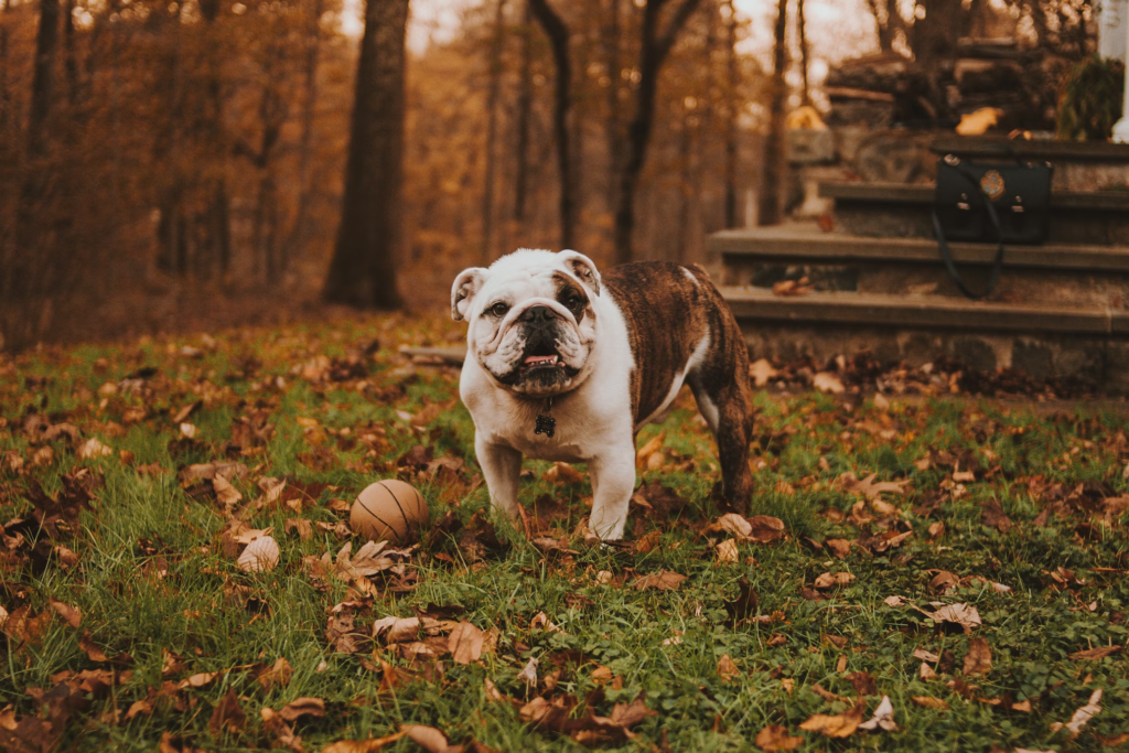 The Bulldog, with its distinct, wrinkled face and friendly, docile nature, is a beloved family companion in India. Adopting a Bulldog is a rewarding experience, but this breed has unique and essential requirements. This informative article covers the crucial health considerations and daily care routines, focusing on Bulldog health India and consistent Bulldog care, to help potential owners make informed decisions.
