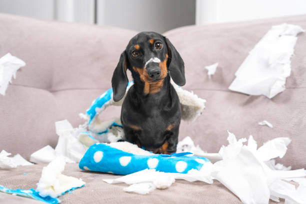 Dachshund puppy sitting on a couch surrounded by shredded paper and torn toy looking guilty - dog separation anxiety, destructive behavior, dog barking solutions India.