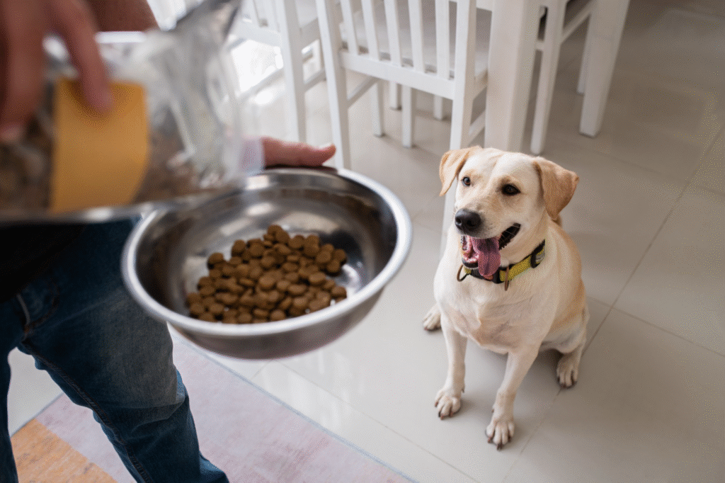 Image Description: A person's hand pouring dry kibble from a silver bag into a stainless steel bowl, while a happy, light-colored Labrador Retriever sits patiently and looks up at the food. Focus Keyword: best dog food India Secondary Keywords: pet food nutrition, dog food labels SEO Alt Text: Happy Labrador eagerly waiting for kibble to be poured into a bowl - best dog food India, decoding pet food labels, pet food nutrition.