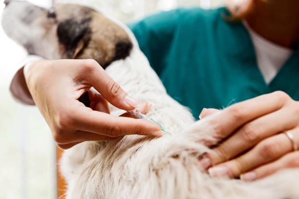 Close-up of a veterinarian administering a subcutaneous injection (vaccine) to a dog, illustrating the importance of the Dog vaccination schedule India and anti-rabies vaccine for dogs.